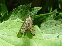 Scorpion Fly UW 030511.JPG