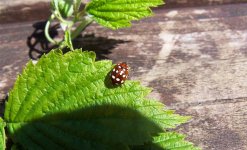 Cream Spot Ladybird 002 (Medium).jpg