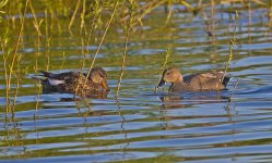 Gadwall-pair-80ED-600mm-upl.jpg