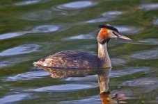 Grebe-2-80ED-600mm-upload-e.jpg