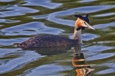 Grebe-80ED-600mm-upload-edi.jpg