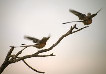 DSCN5044 Scissor-tailed Flycatcher 2 bf.jpg