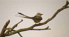 DSCN5049 Scissor-tailed Flycatcher 3 bf.jpg