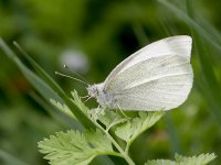 IMG_0416_Large White_April2011.jpg