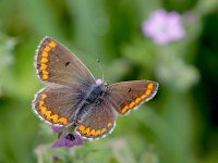 IMG_0729_Brown Argus_April2011.jpg