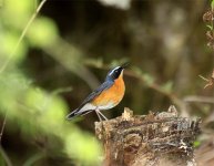 Indian Blue Robin.jpg