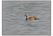 Mallard mum2.jpg