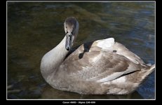 Cygnet.jpg