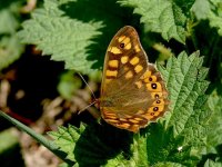 L1380584_Speckled Wood_Mar2011.jpg