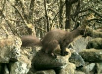 Pine Marten 2.JPG