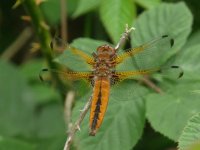 Scarce Chaser Overflow Channel 18 May 2011.jpg