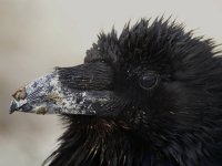 DSCN5204 grubby Raven bf.jpg