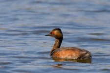 Blacked Neck Grebe 2 F.jpg