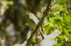 DSCN5532 Hutton's vireo2? bf.jpg