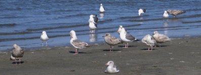 DSCN5613 White-winged Gull 2 bf.jpg