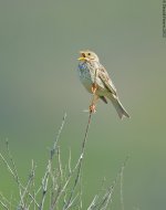 CornBunting2ME800.jpg