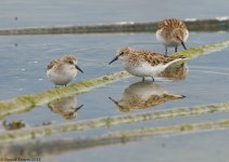 LittleStint1SA800.jpg