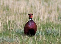 Pheasant 2.jpg