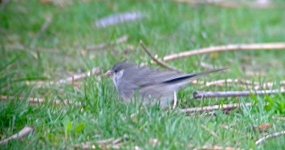 DSCN4841 longspur wannabe bf.jpg