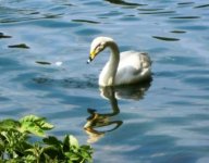 bewick swan.jpg