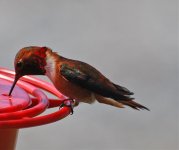 Rufous Hummingbird (m) - May 14, 2011 - Juneau, AK.jpg