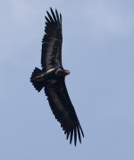 CJW_2363_RHVulture170211bf.jpg