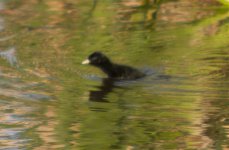 Rail Chick 2- 23 May 2011.jpg