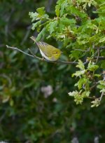 WoodWarbler1KA800.jpg