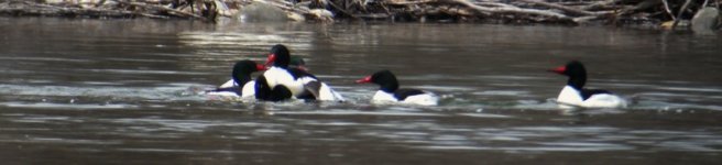 DSCN5327 Goosander rape bf.jpg