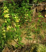 poss yellow dead nettle ex IMG_3623 (800).JPG