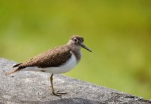 Common Sandpiper 1.JPG