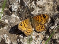 IMG_1008_Wall Brown_April2011.jpg