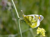 IMG_2066_Sooty orangetip.jpg