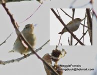 Eastern Crowned Warbler.jpg