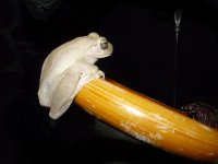 Frog, unidentified - Canopy Lodge, Panama - photo by Blake Maybank.jpg