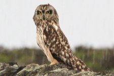 Short Eared Owl 5.jpg