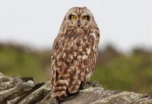 Short Eared Owl 1.jpg