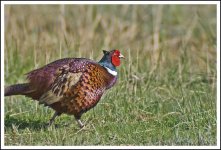 Pheasant 3.jpg