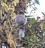 sichuan jay.jpg