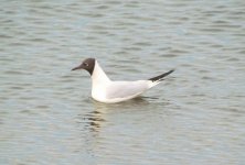 Black-headed Gull.jpg