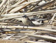 Chinese Penduline Tit.jpg