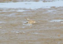 Little-ringed Plover.jpg