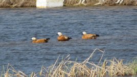 Ruddy Shelduck.jpg