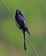 Black drongo 2.jpg