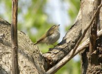 Arctic Warbler 576.jpg