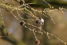 1105 Possible Marsh Tit on Larch.jpg