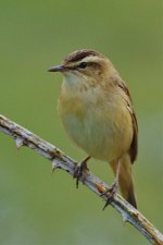 Sedge Warbler_resize.jpg