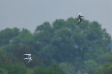 Common Tern_resize.jpg