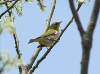 Chestnut-flanked White-eye.jpg