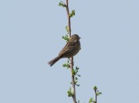 Chestnut-eared Bunting.jpg